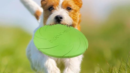 Dog frisbee competition