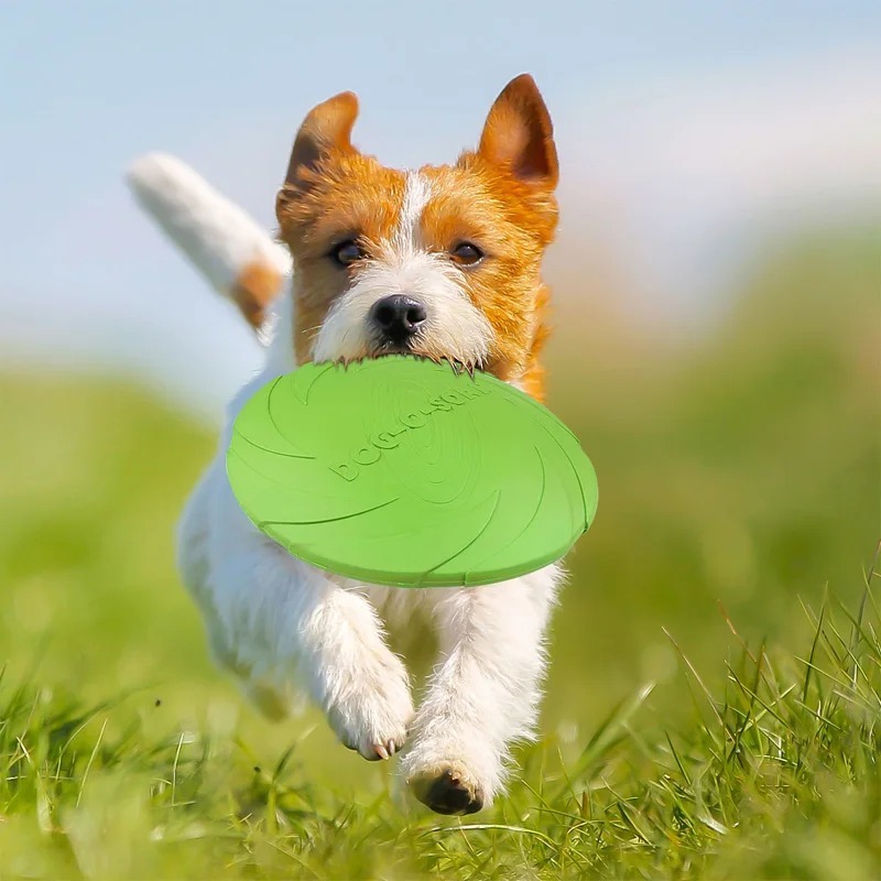 Dog frisbee competition