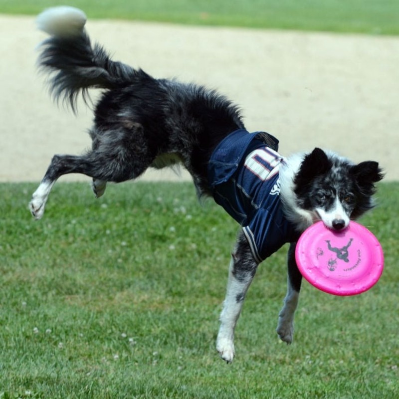 Dog frisbee competition