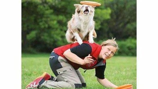 Dog frisbee competition