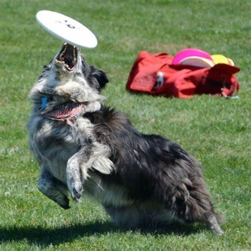 Dog frisbee competition