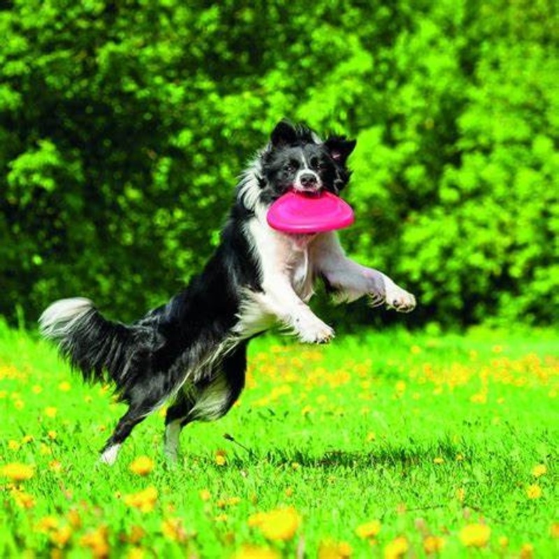 Dog frisbee competition